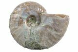 3/4" Silver Iridescent Ammonite Fossils - Photo 3